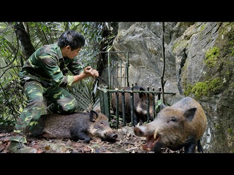 200 Days of Survival: Trapping Wild Boars and Building a Complete Jungle Shelter