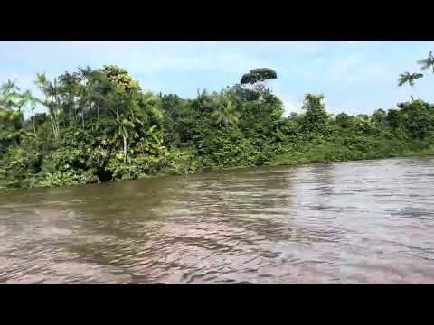 Guyana 🇬🇾 2025 Beautiful forest Just amazing Essequibo hidden treasure