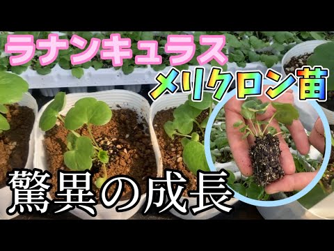 園芸 ゴジ、中国リシエット