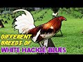 DIFFERENT BREEDS OF WHITE HACKLE ROOSTER 2020