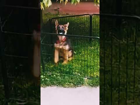 German Shepherd Dog puppy for sale