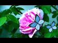 Rosapoo Senna Rosapoo Song Sema Ella