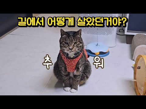 춥다고 눈치주고 기침하는 호동쓰! 환기 좀 하자..: 애지중지 키웠더니 상전이 따로없어요