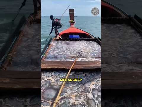 Cara menangkap Ubur-ubur