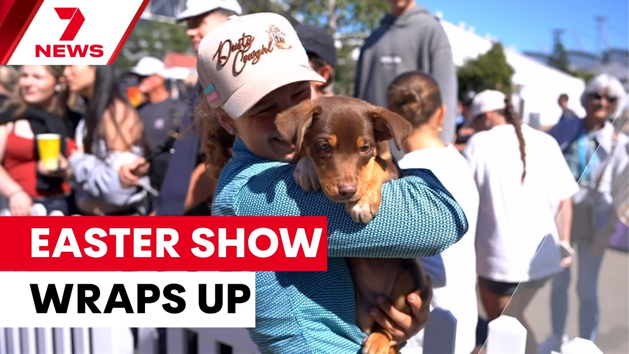 Sydney Royal Easter Show’s 2026 attendance falls short of crowd records | 7NEWS