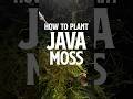 How to Plant Java Moss | Java Moss