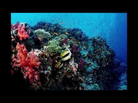 The Brother Islands, The Best Dive Site in the Egyptian Red Sea