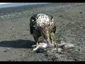 Bald Eagle eats Dead Baby Shark