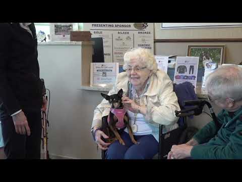 Senior Dog Sanctuary