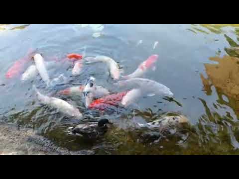 Japanese park #long beach#california