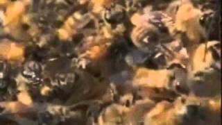 30 Hornets vs 30,000 Bees (Amazing battle!)
