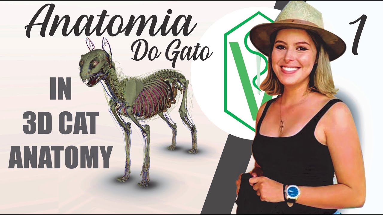 Introdução a Anatomia do Gato - Membros Torácicos e Pélvicos (Osteologia) 3D