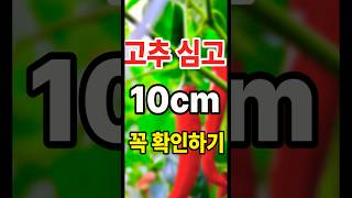 고추심고 일주일안에 고추가 살았는지 죽었는지 '1초' 만에 확인하는 법  #고추농사 #고추재배 #고추모종