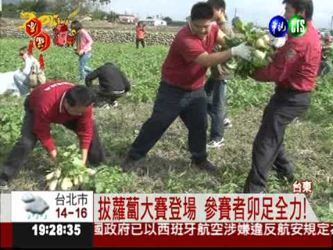 搏好彩頭! 台東拔蘿蔔賽登場