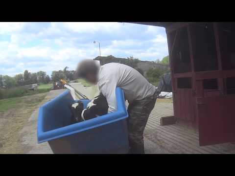 Undercover Investigations - Mercy For Animals Undercover Investigations