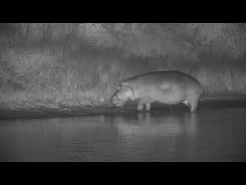 Djuma: Hippo playing with log on edge of water - 00:06 - 04/10/20