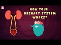 How Your Urinary System Works? - The Dr. Binocs Show | Best Learning Videos For Kids | Peekaboo Kidz