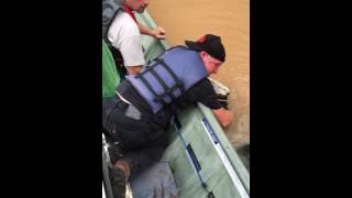 faze tari vaca salvata din ape