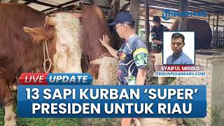 13 Sapi Jumbo di Riau Diusulkan Jadi Kandidat Bantuan Presiden untuk Iduladha, Bobot Terbanyak