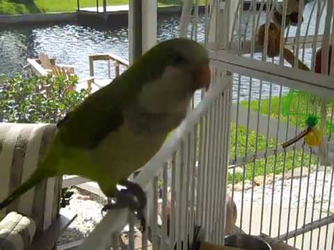 1 Jose The Best Talking Quaker Parrot in the World (11 months)