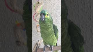 Papagaios Falantes Querendo trabalhar no carnaval