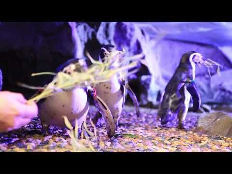 CATTOLICA: San Valentino all'Aquario, i pinguini Babba e Lalla innamorati da 7 anni | VIDEO