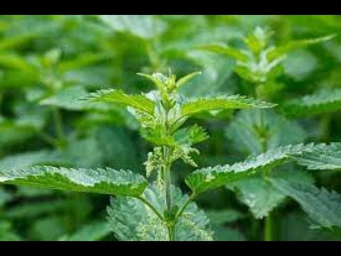 Herb of the Week  Stinging Nettles