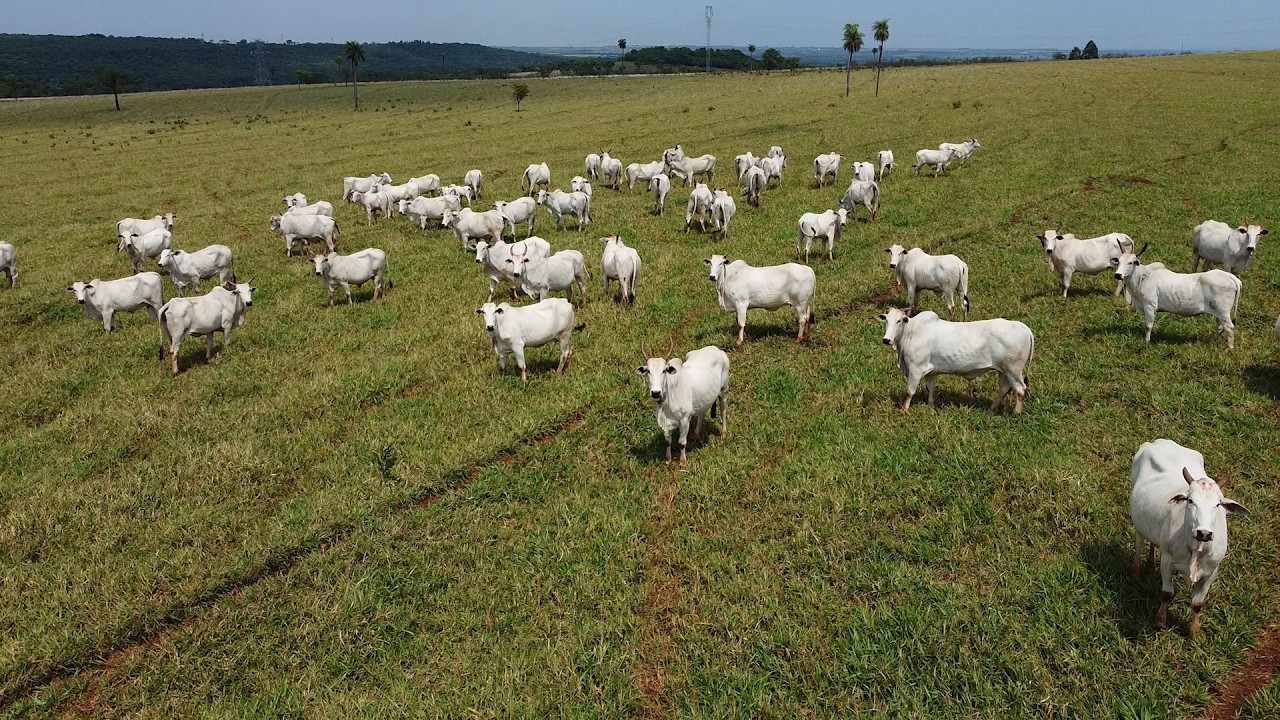 I Simpósio FertCorte - Embrapa Gado de Corte