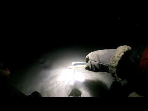 Madetta pilkkimässä