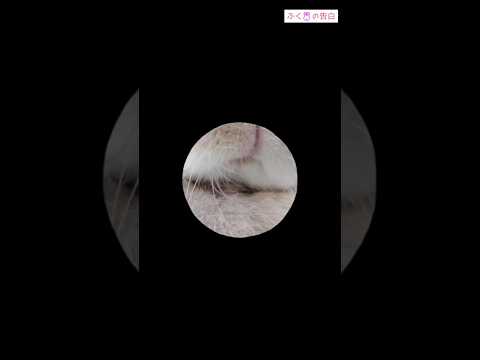 園芸 ドワーフウサギによく餌をあげてください