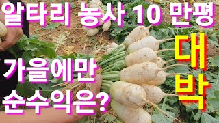 알타리 농사 10 만평 순수익은? 어마어마 합니다 김장무 김장배추 귀농 귀촌,농업 농부