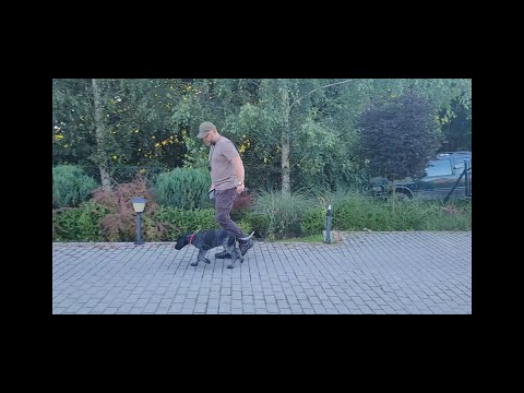 Odc.13. Jak prawidłowo chodzić z psem na smyczy  - kilka zasad cz.1