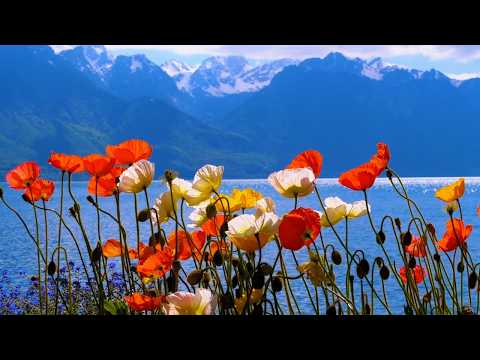 Relaxing Beautiful Music, Peaceful Instrumental Music in 4k, "Spring Alpine Wildflowers"by Tim Janis