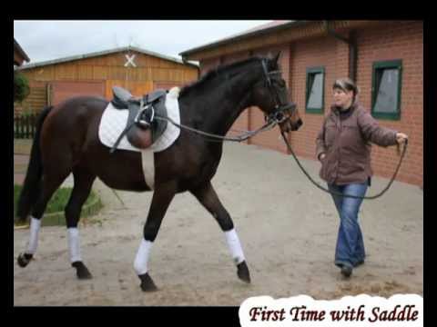 Dragonheart v Danone - Michelangelo - Top Dressage Prospekt 1 - SOLD