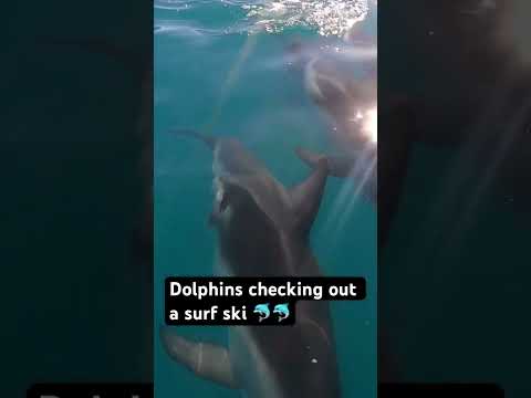 Dolphins checking out a surf ski