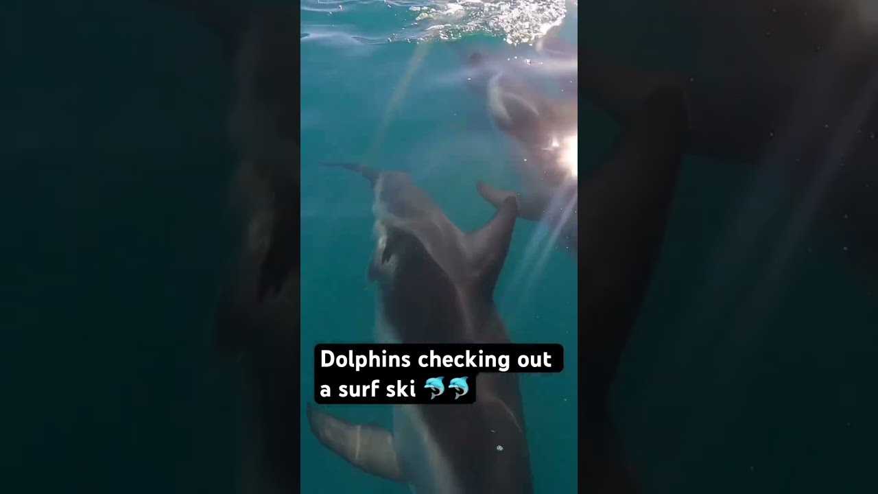 Dolphins checking out a surf ski