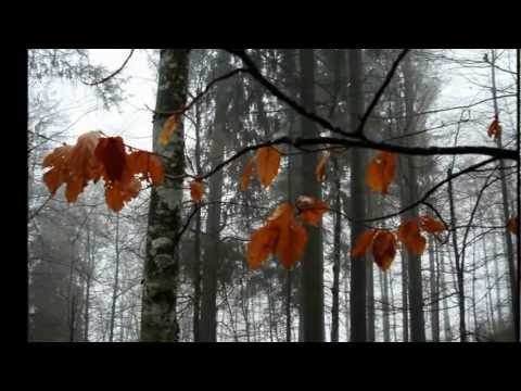 Rừng thu thay lá - Tâm Hảo