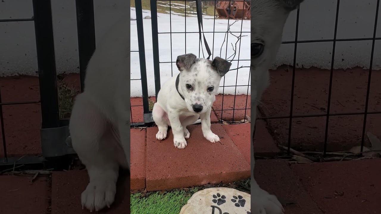 Enlarge Bobby, a Adoptable mixed breed in Blairstown, NJ video 6/6