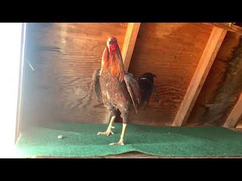 Sweater Brownred crossed.