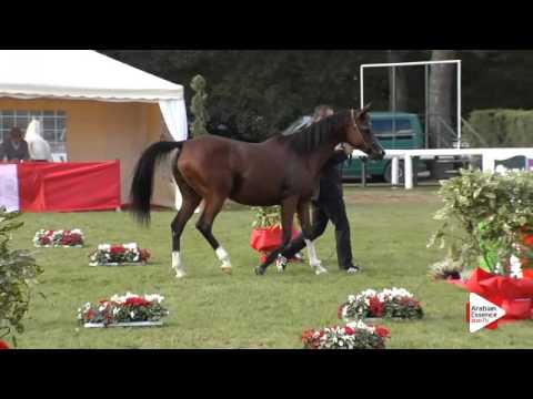 N.49 LUMIAR BACHIANNA - Arezzo 2015 - 10 year old and older mares (Class 6)
