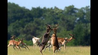 Fighting wild animals. " pictures taken at the right time"