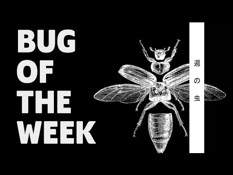 Video thumbnail for Bug of the Week