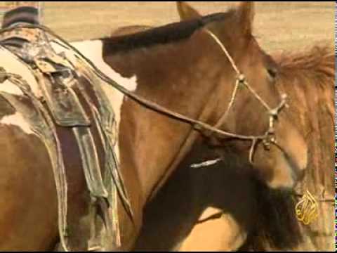 , title : 'الهوس بالخيول في منغوليا'