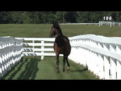 Hip #196 PRESIDENT LINDY (CANTAB HALL - TRUE DIVA)