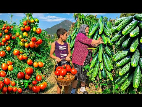 Harvesting Organic Vegetables and Cooking Traditional Azerbaijani Dish of Dolma!