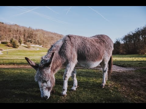 4-14-19 Sermon: The Lord Needs It