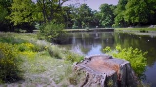 ASTLEY PARK: A WALK IN THE WOODS