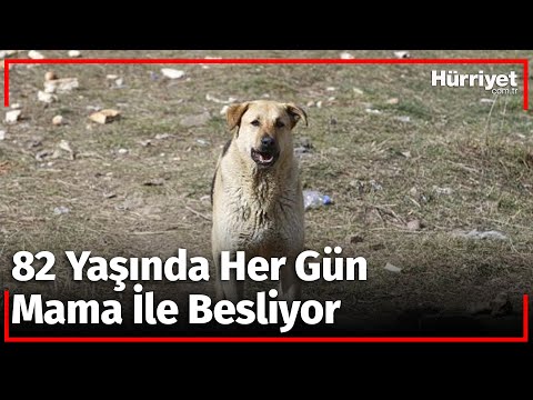 82 Yaşında Her Gün Sokak Köpeklerini Besliyor!