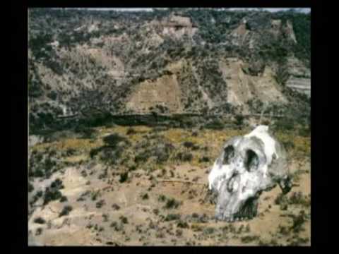 Kreation Evolution 04 Saeugetiere im Wandel 6/8