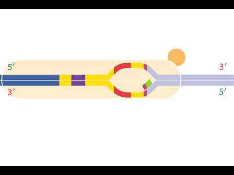 Bacterial Transcription